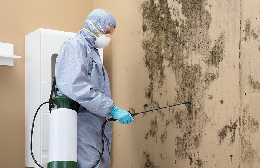 A professional in full protective gear, including a mask, is spraying a chemical treatment on a wall heavily affected by mold.