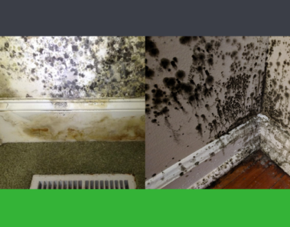 Mold remediation: What you need to know