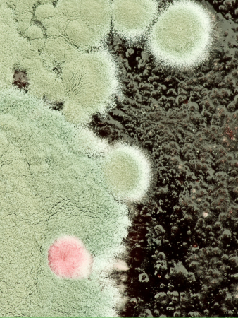 Close up of two different types of mold, The Solutions Group Mold 101